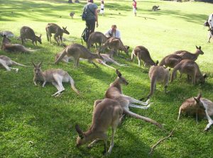 Kangaroos-and-tourists
