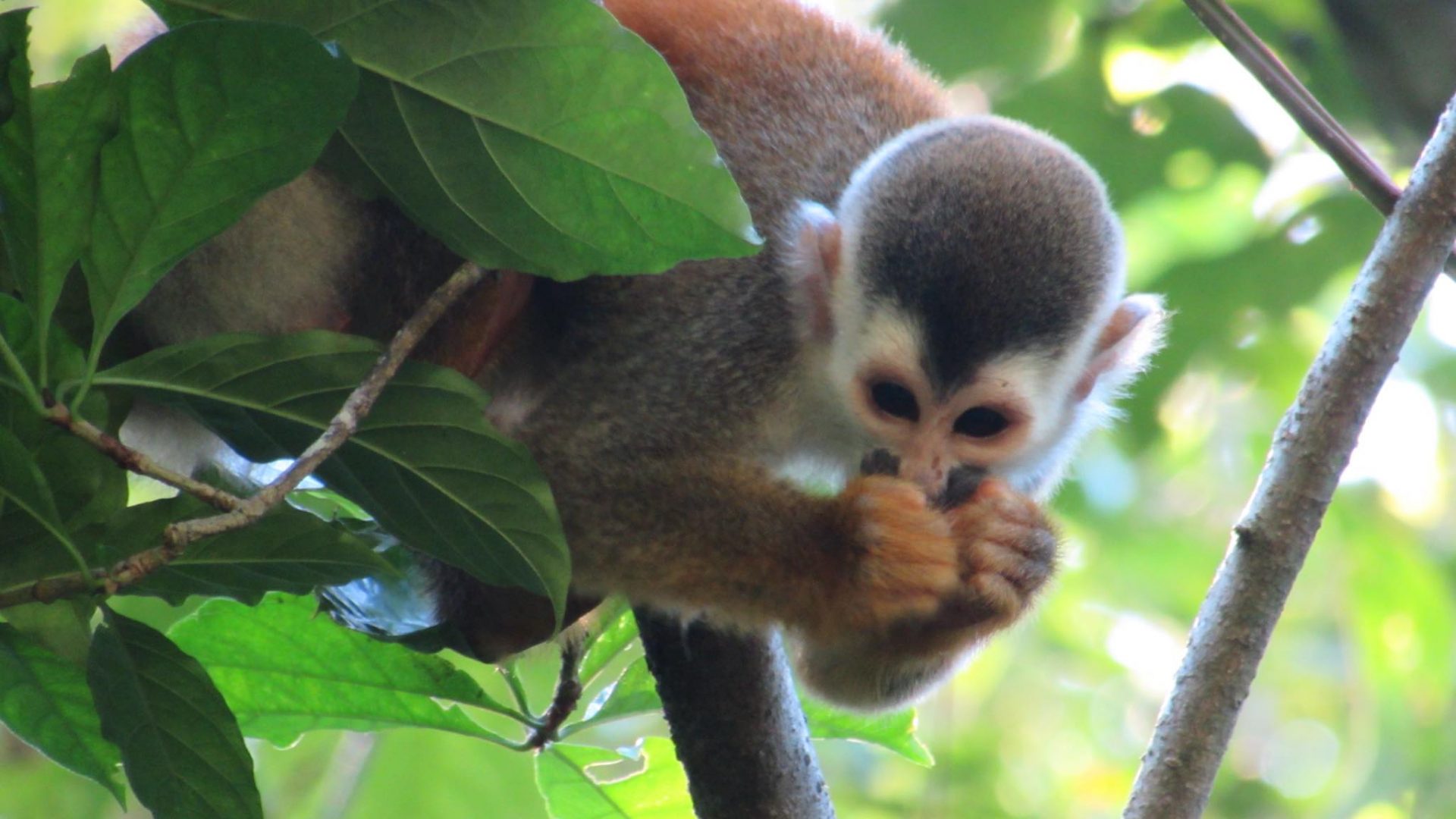 11864861_984953478191551_8154382846542427917_o – Copy