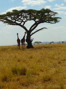 Voy- Tanzania, Giraffes