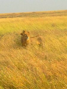 Voy- Tanzania, Lion