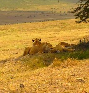 Voy- Tanzania, Lioness