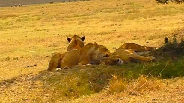 Voy- Tanzania, Lioness