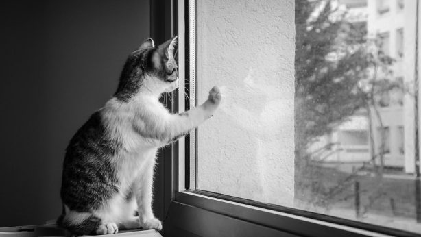 12207486304_0352988ee2_b