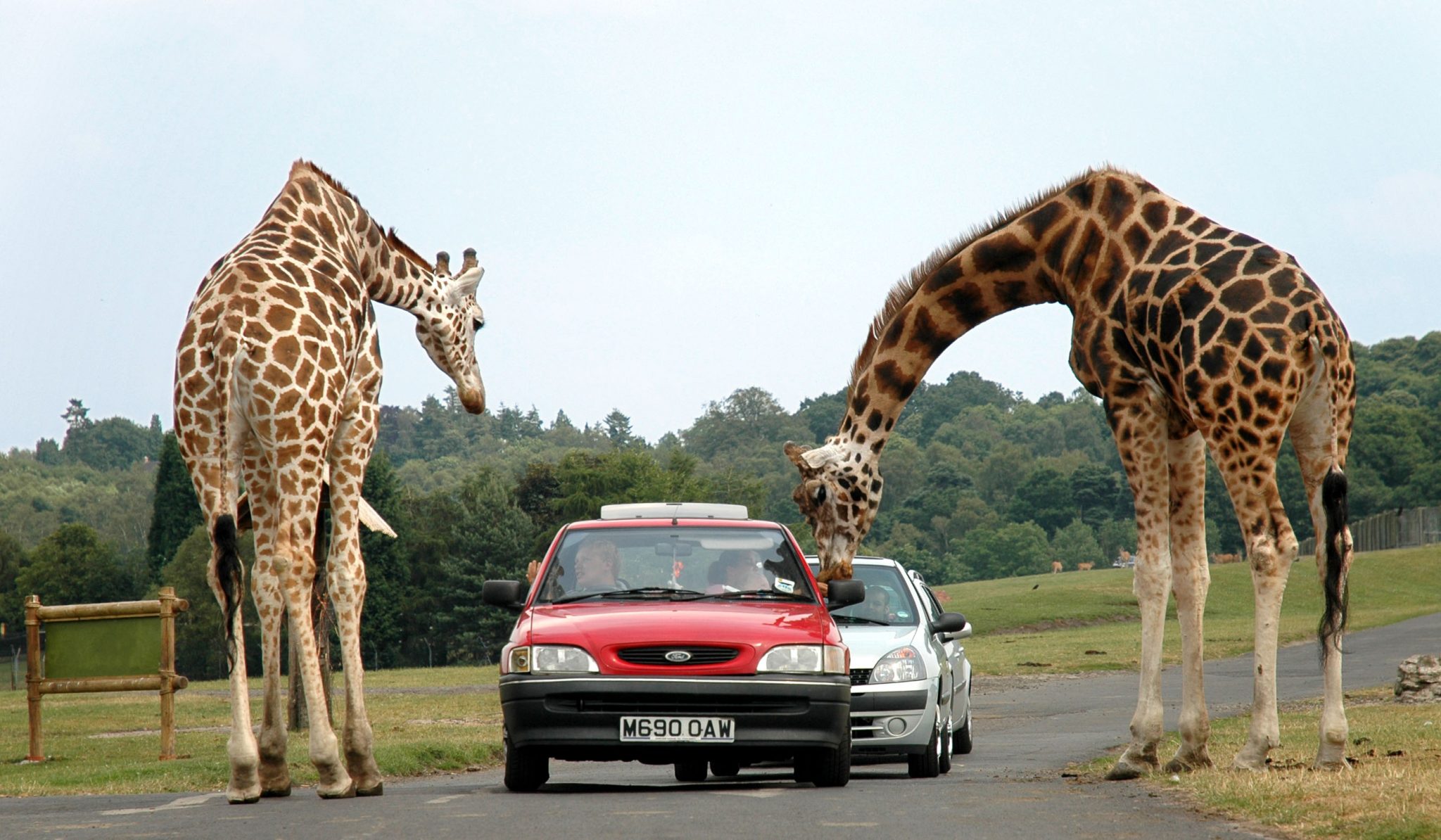 los-lugares-perfectos-para-cualquier-amador-de-animales-voy